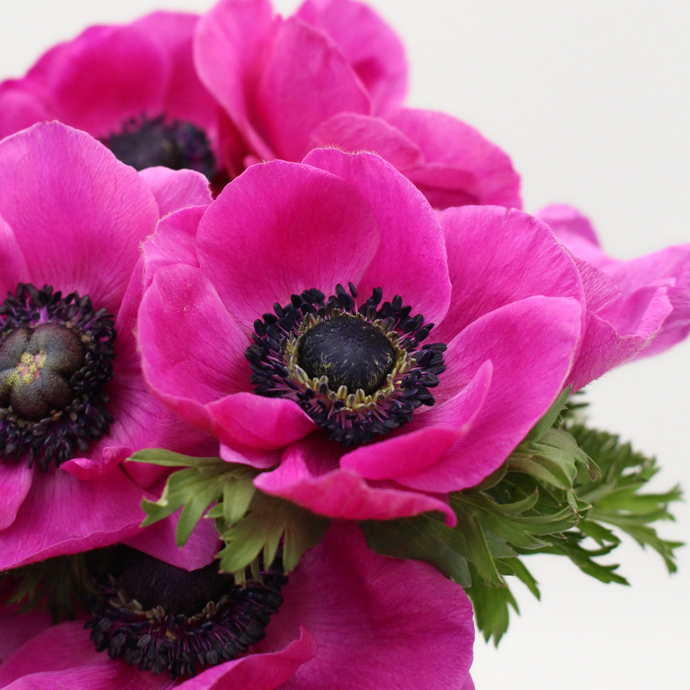 Anemones - Italy