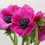 Anemones - Italy