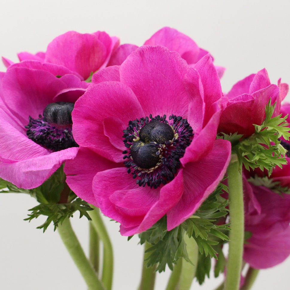 Anemones - Italy