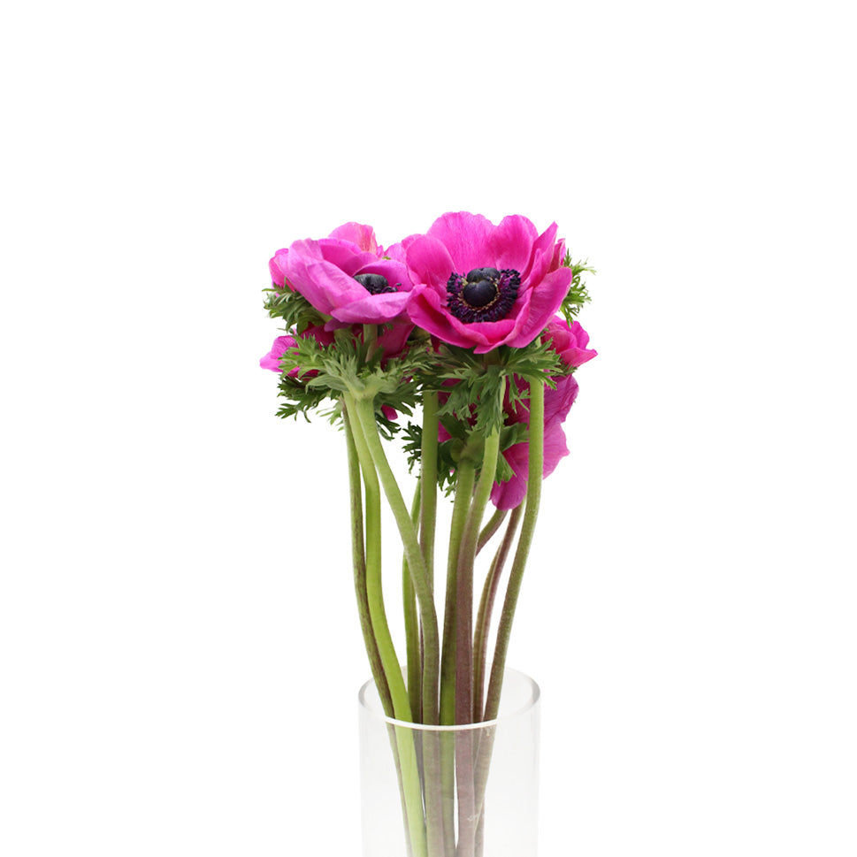 Anemones - Italy