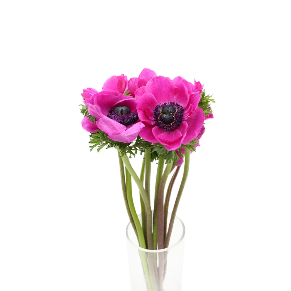 Anemones - Italy
