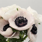 Anemones - Italy