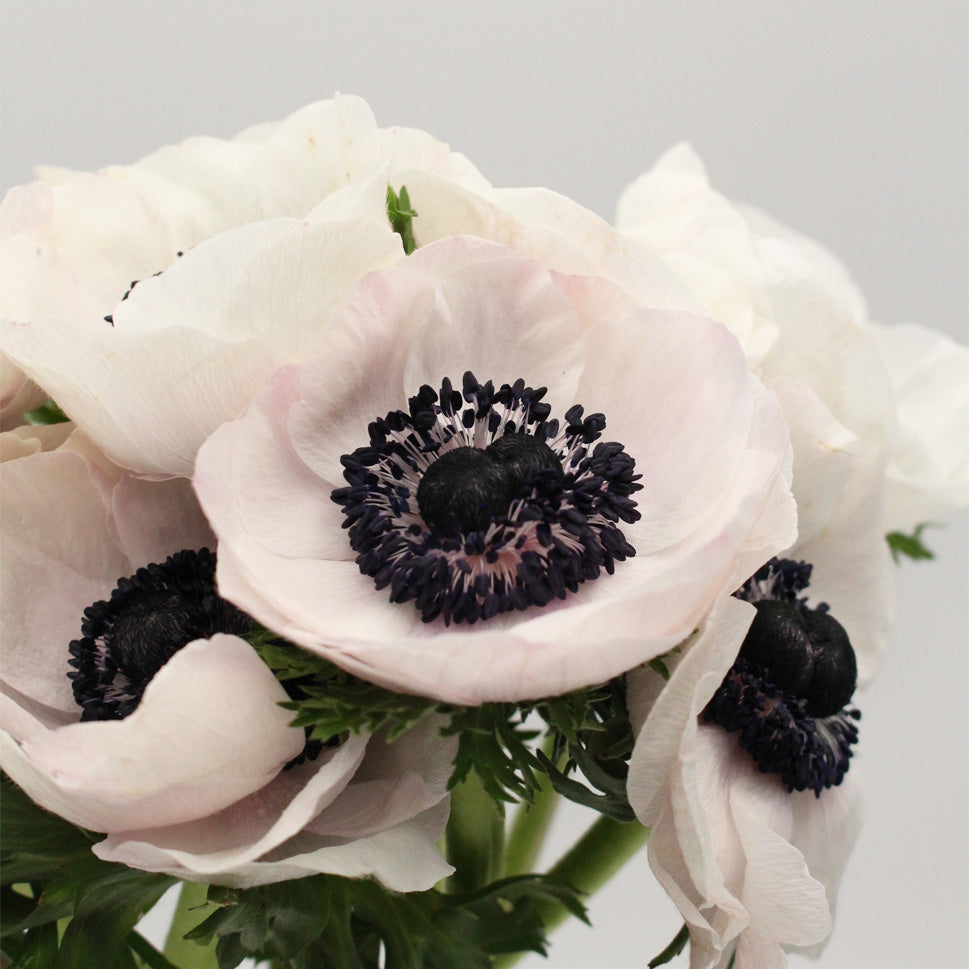 Anemones - Italy