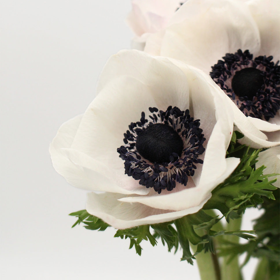 Anemones - Italy