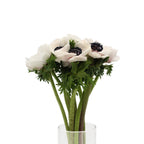 Anemones - Italy