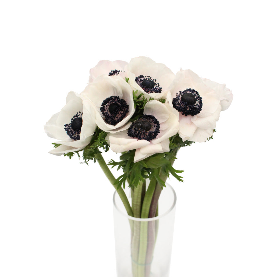 Anemones - Italy