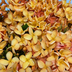 Ixora - Taiwan