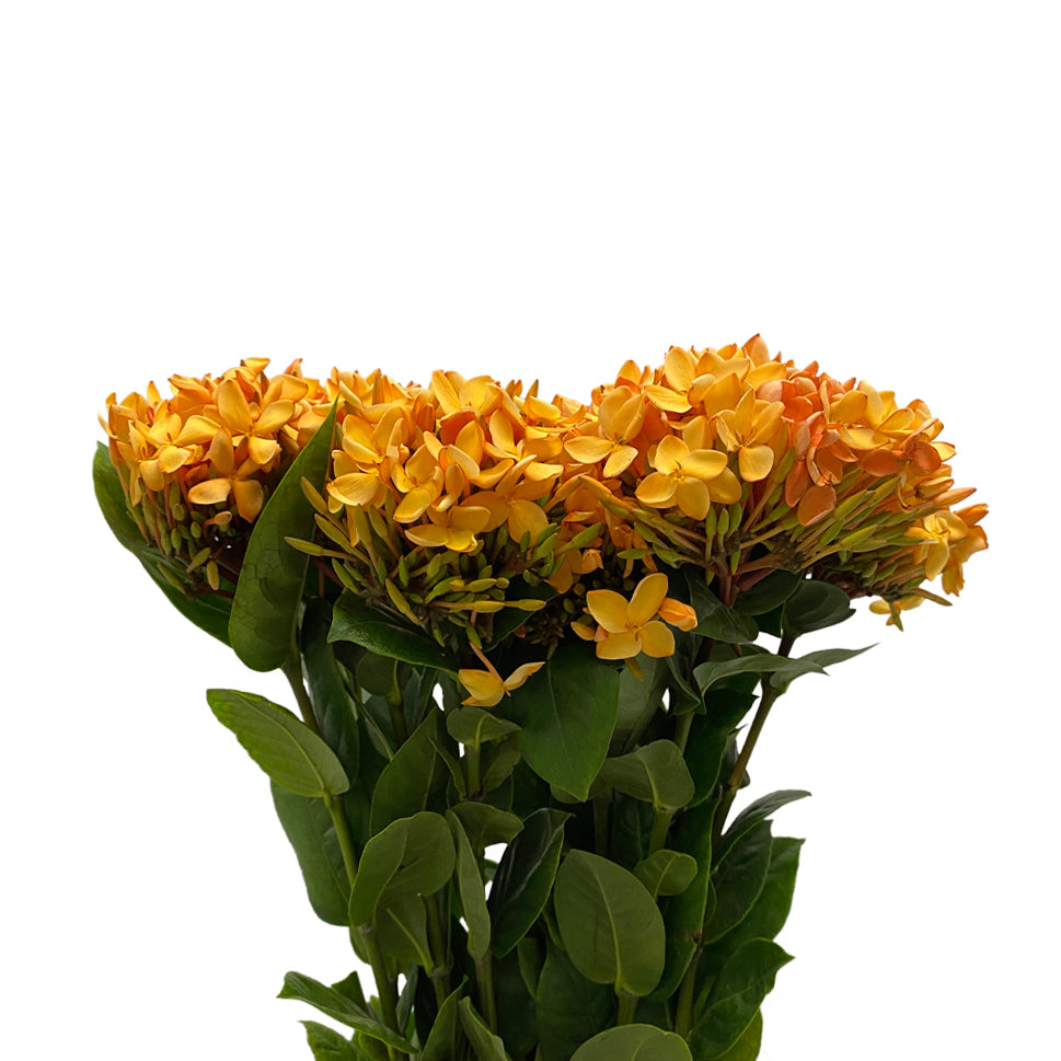 Ixora - Taiwan