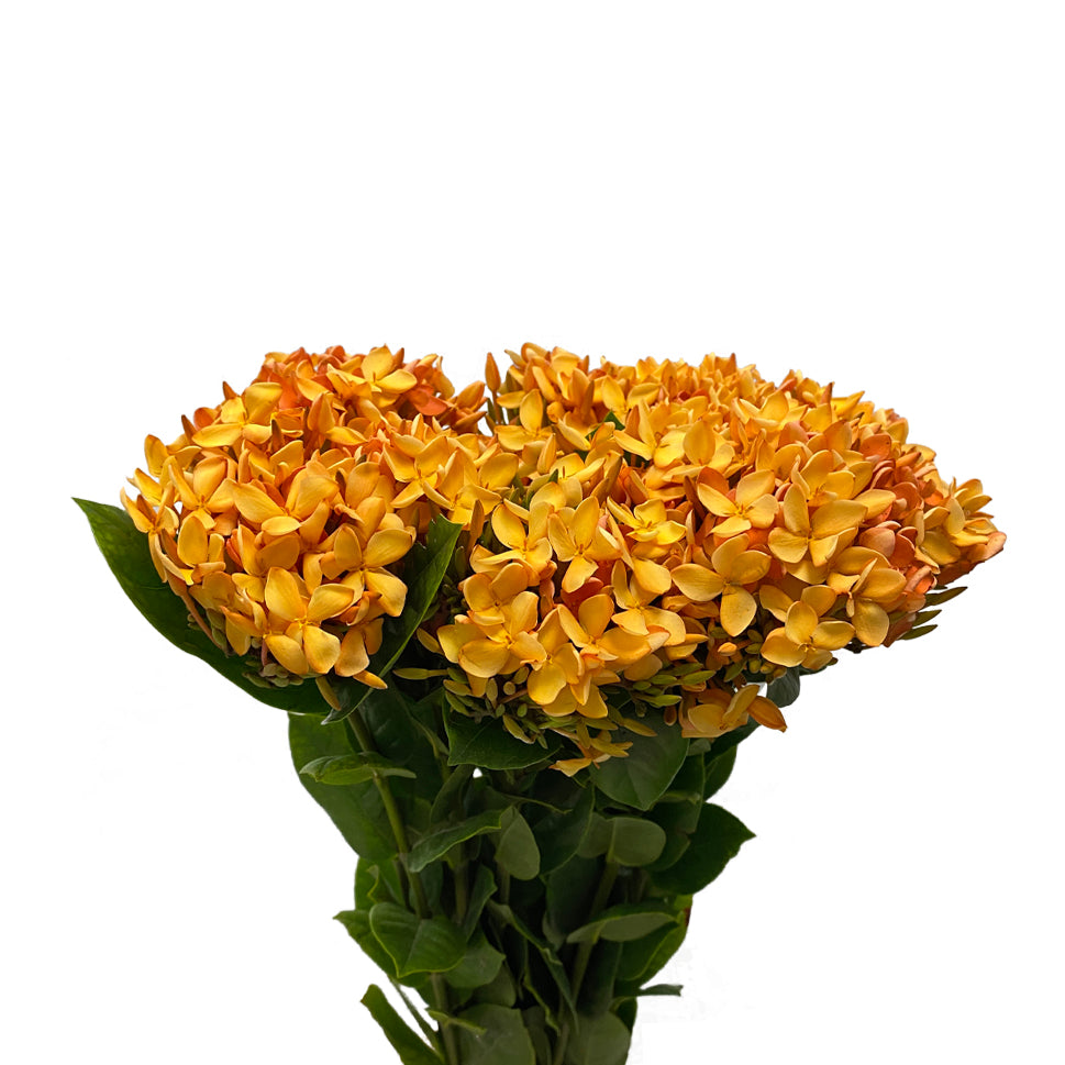 Ixora - Taiwan
