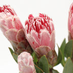 Protea - South Africa