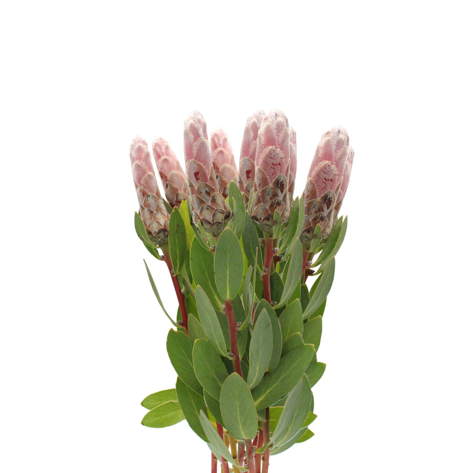 Protea - South Africa