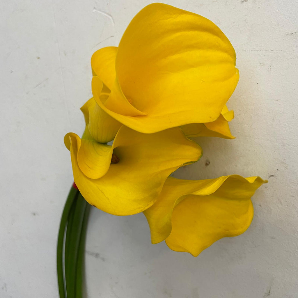 Calla - Taiwan