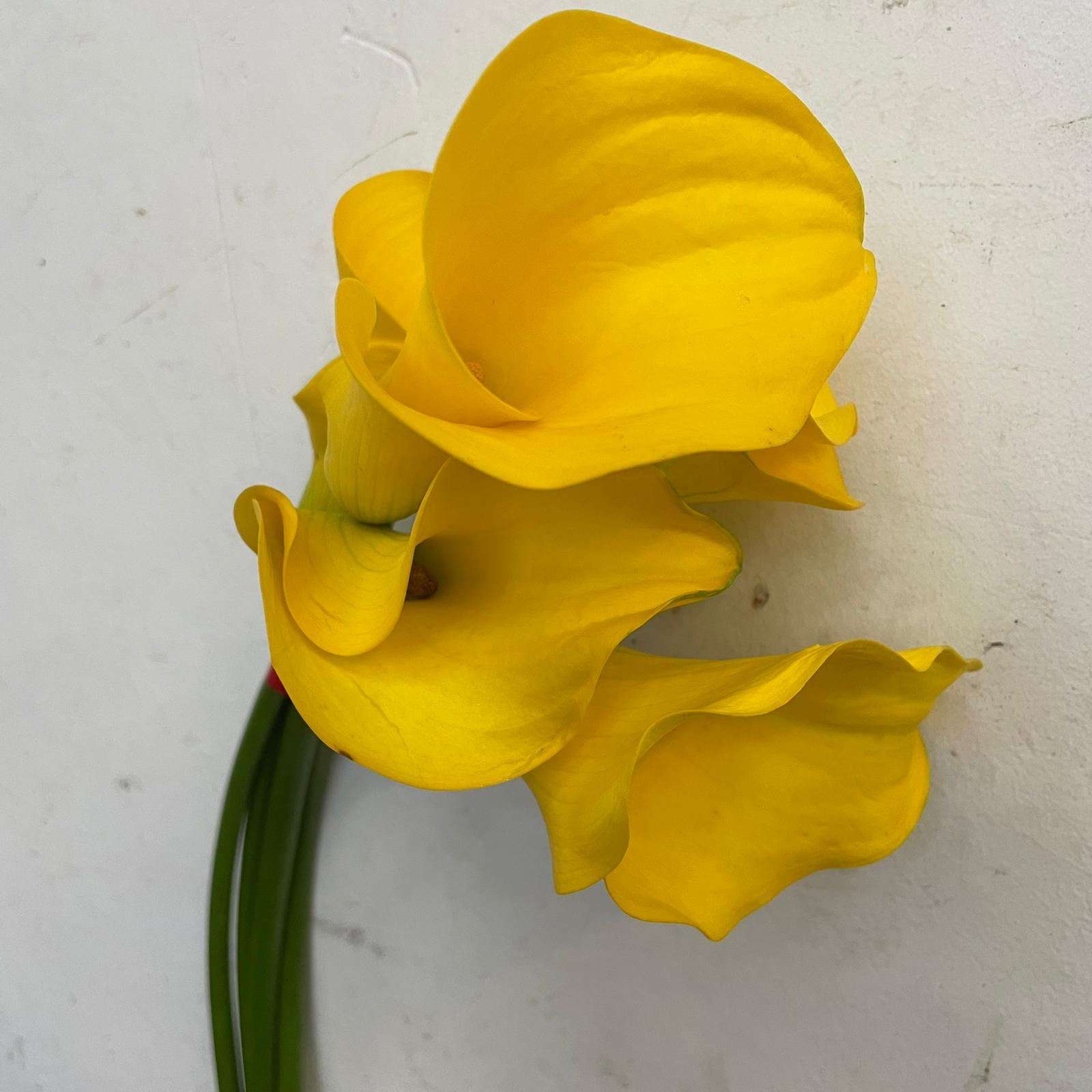 Calla - Taiwan