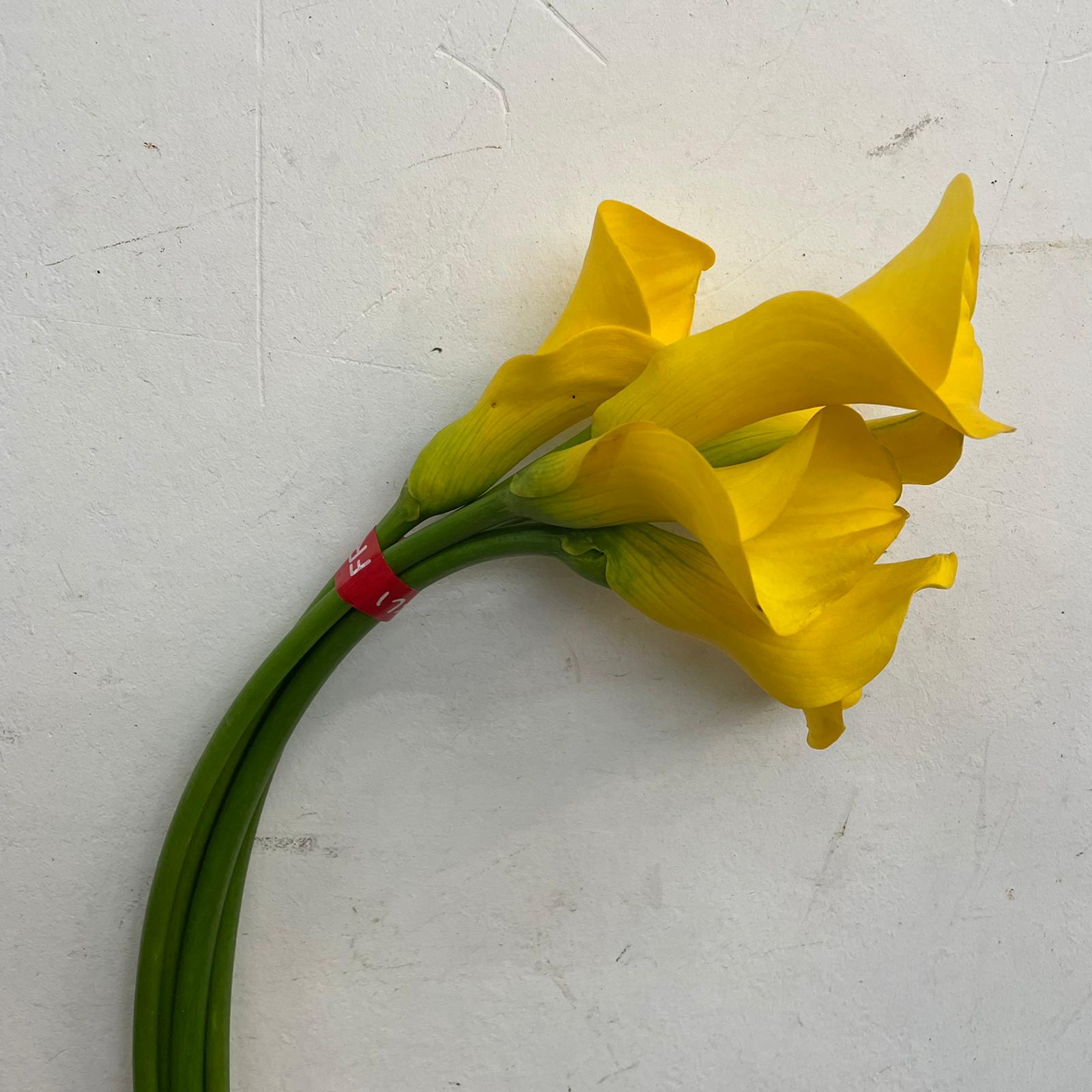 Calla - Taiwan