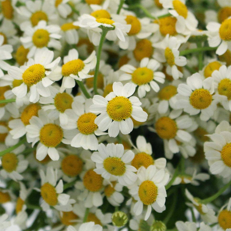 Matricaria Chamomila - China