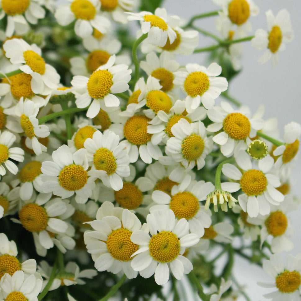Matricaria Chamomila - China