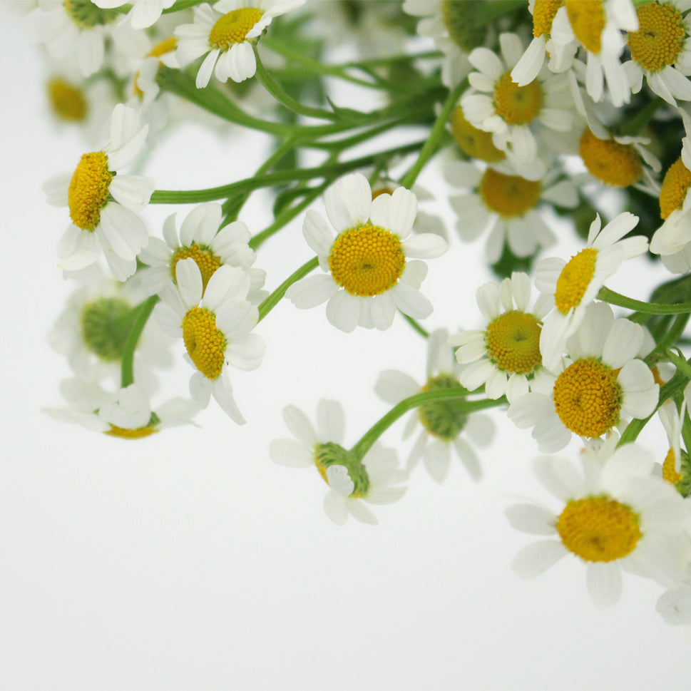 Matricaria Chamomila - China