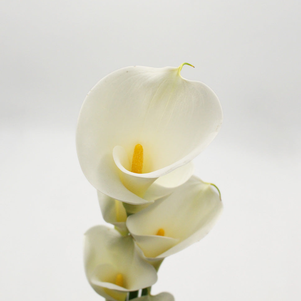 Calla - Taiwan