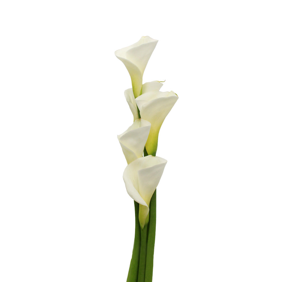 Calla - Taiwan