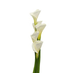 Calla - Taiwan