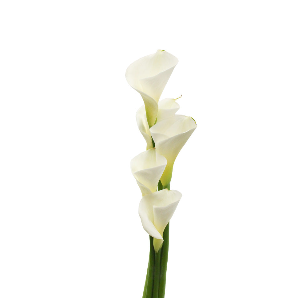Calla - Taiwan