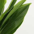 Cordyline New Snow White - Malaysia