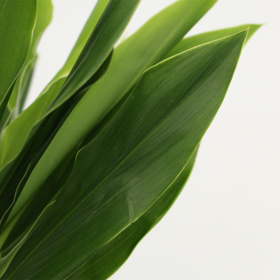 Cordyline New Snow White - Malaysia