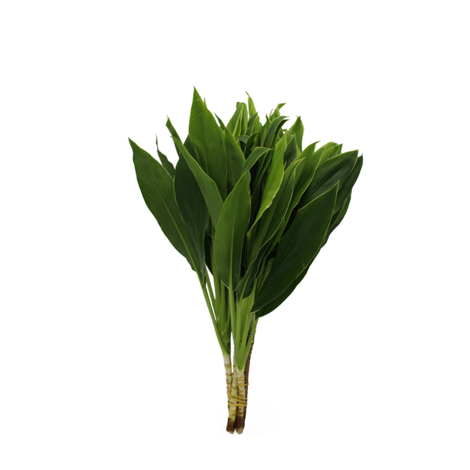 Cordyline New Snow White - Malaysia