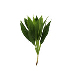 Cordyline New Snow White - Malaysia