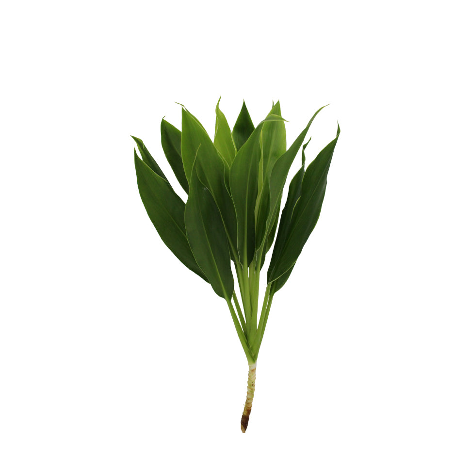 Cordyline New Snow White - Malaysia