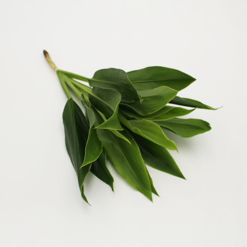 Cordyline New Snow White - Malaysia