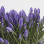 Agapanthus - Holland