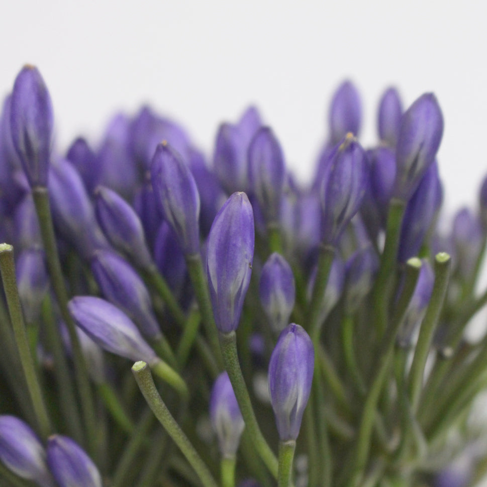 Agapanthus - Holland