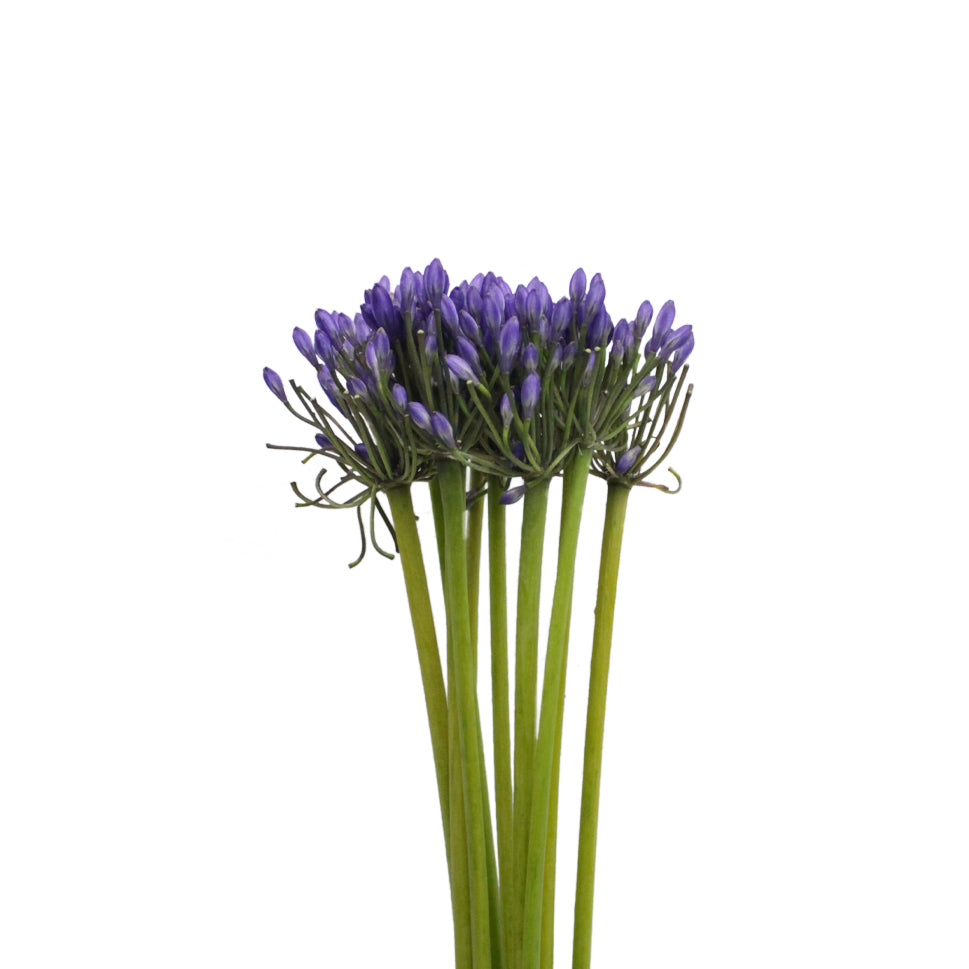 Agapanthus - Holland