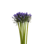 Agapanthus - Holland