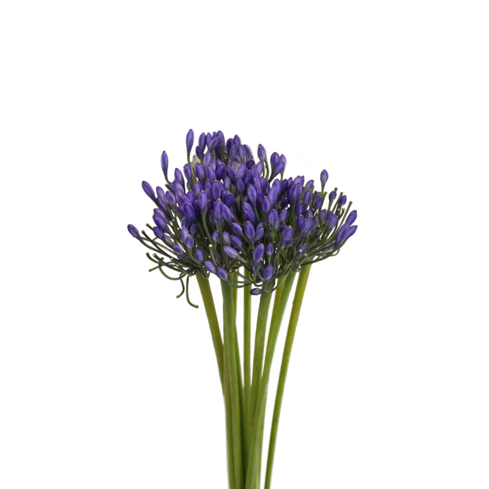 Agapanthus - Holland