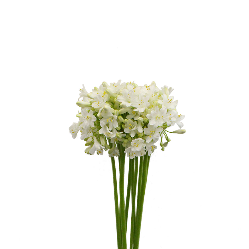 Agapanthus - Holland