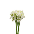 Agapanthus - Holland