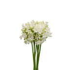 Agapanthus - Holland