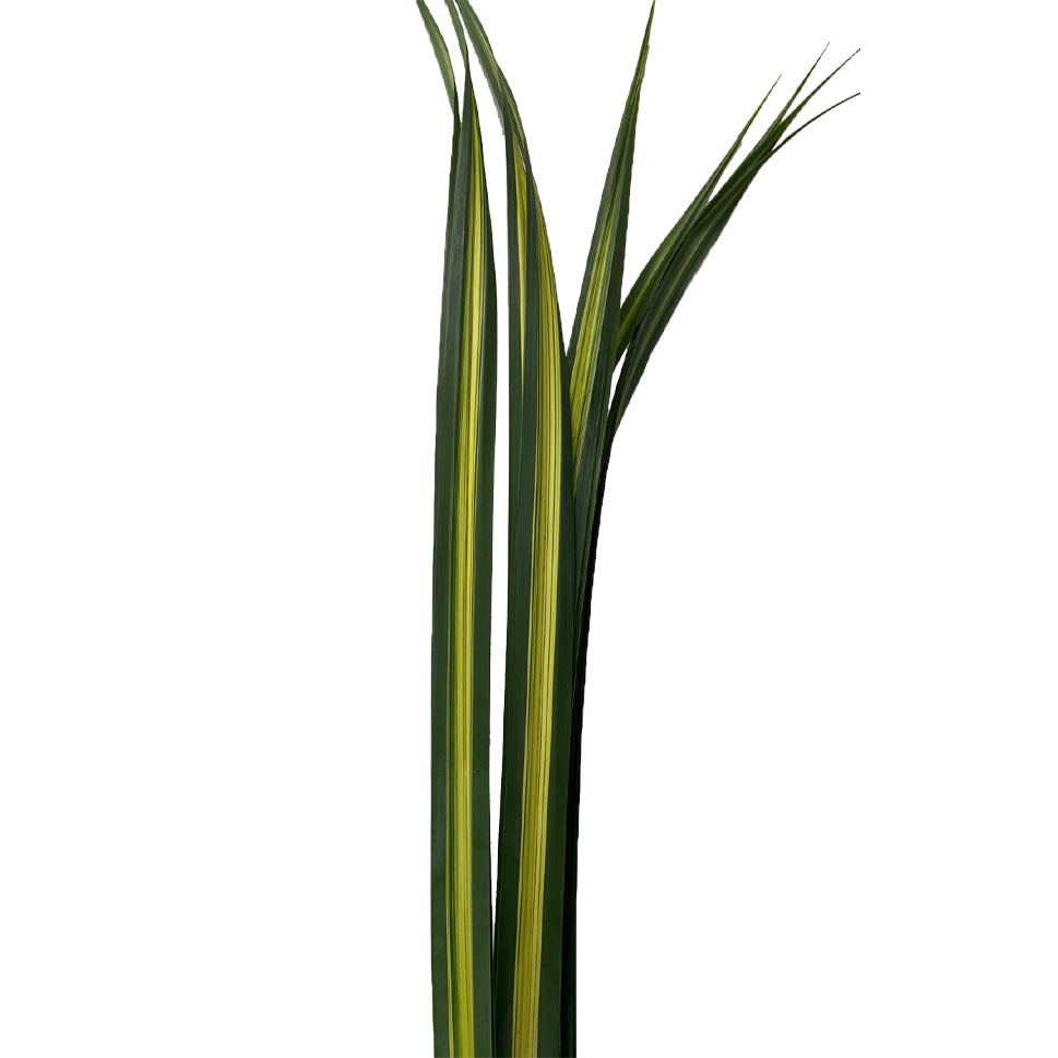 Pandanus Variegated Two Tone Green - Malaysia