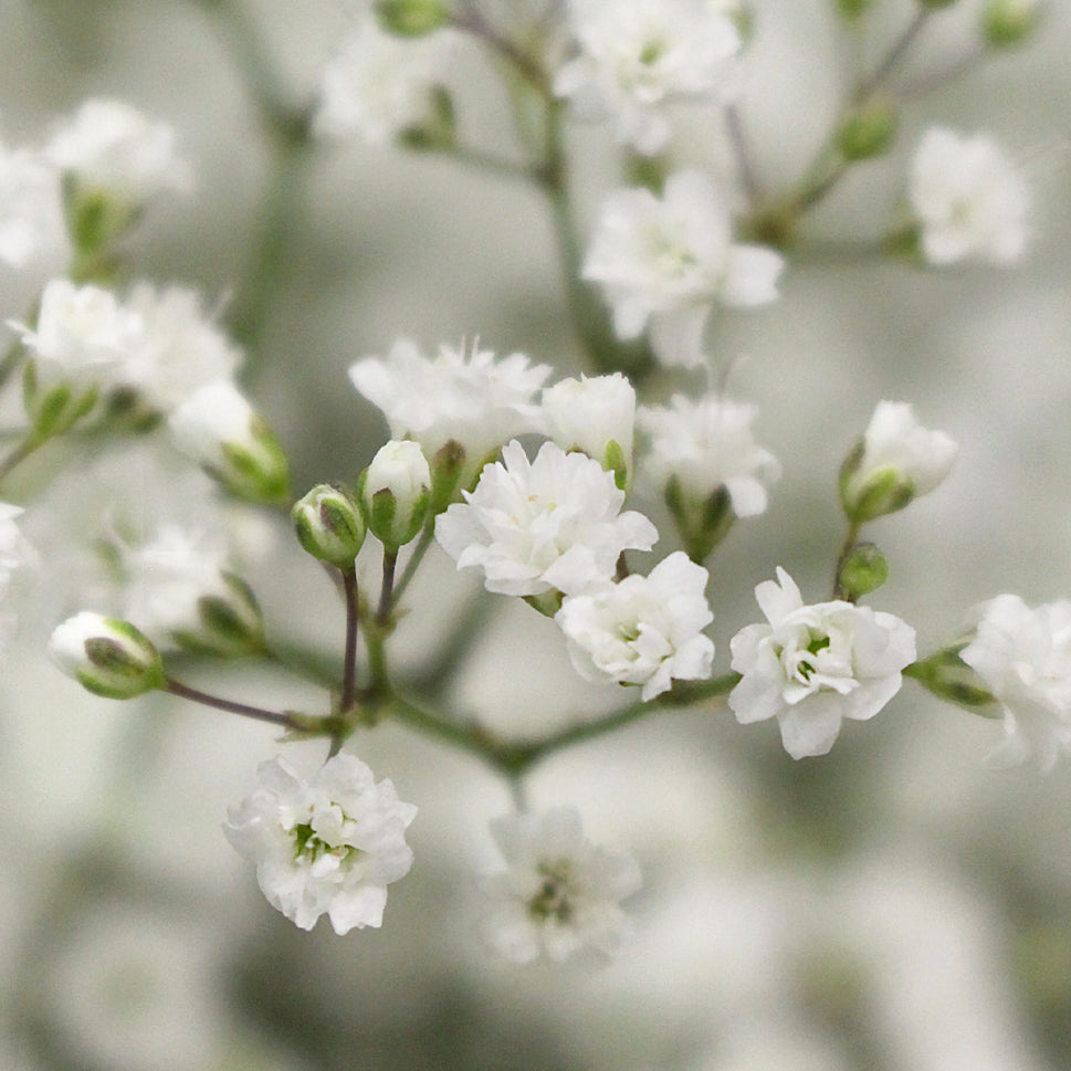 Baby Breath Million Stars White - Ecuador