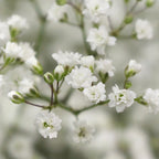 Baby Breath Million Stars White - Ecuador