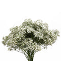 Baby Breath Million Stars White - Ecuador