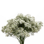 Baby Breath Million Stars White - Ecuador