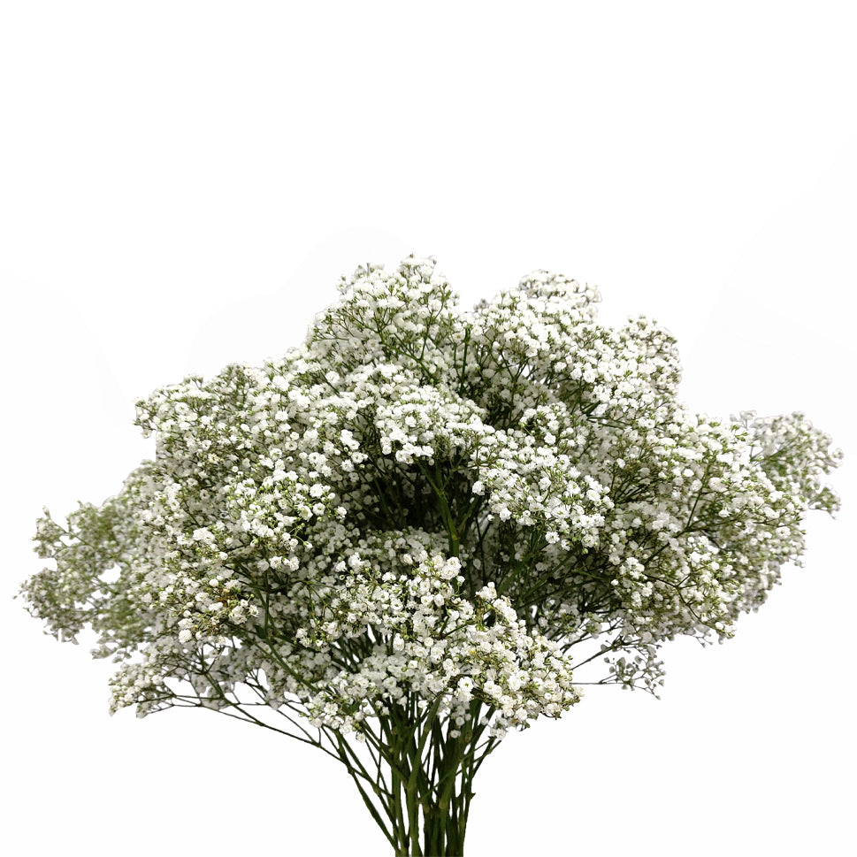 Baby Breath Million Stars White - Ecuador
