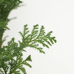 Chamaecyparis Obtusa - Taiwan
