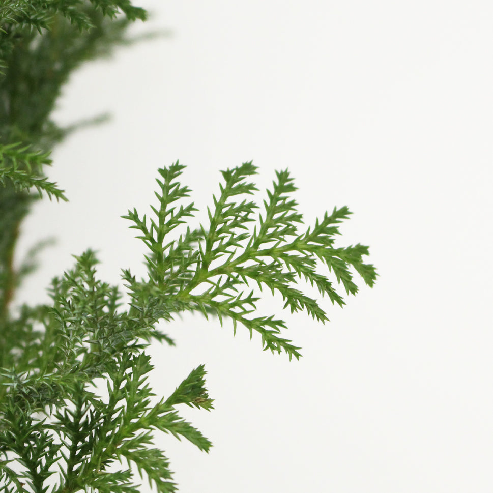 Chamaecyparis Obtusa - Taiwan