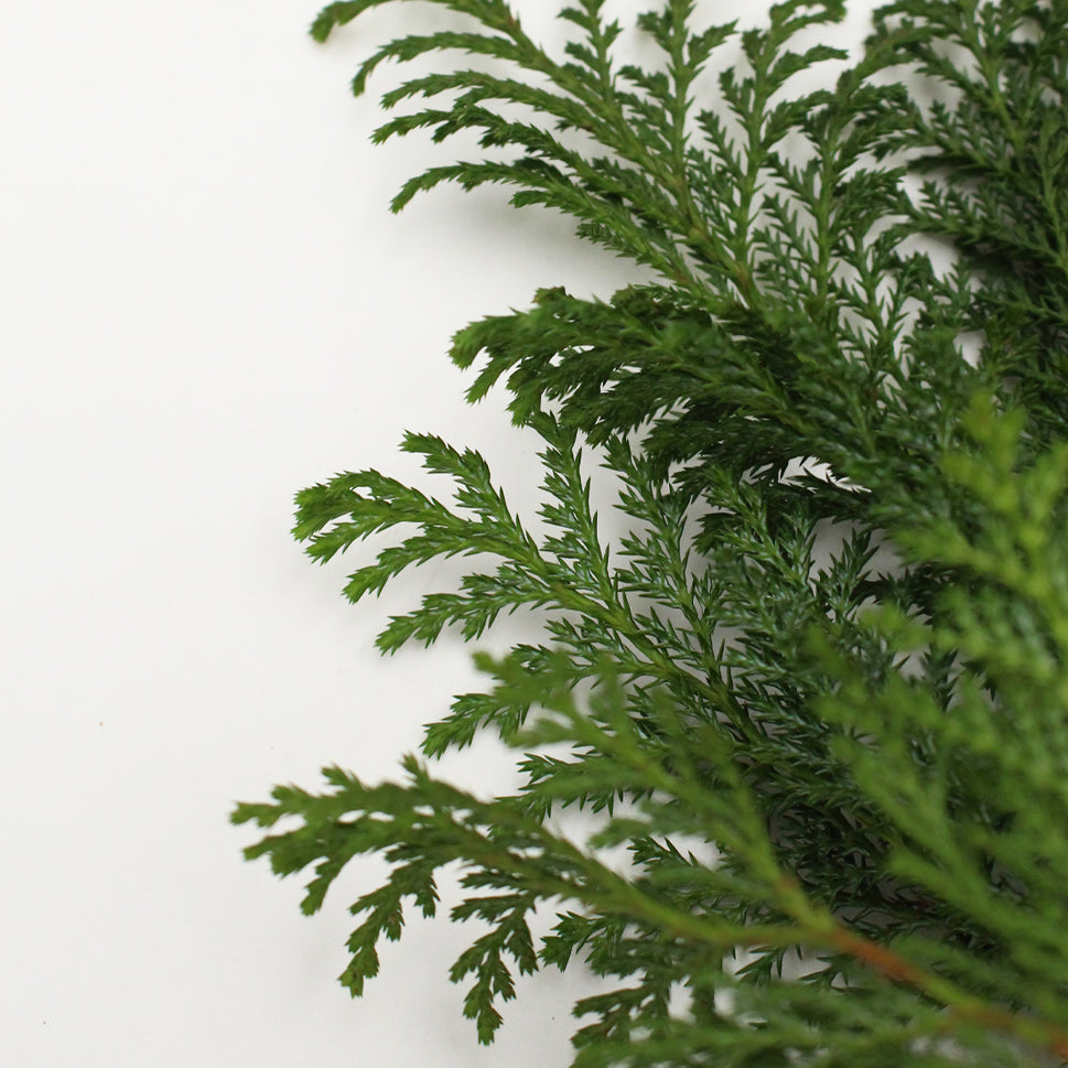 Chamaecyparis Obtusa - Taiwan