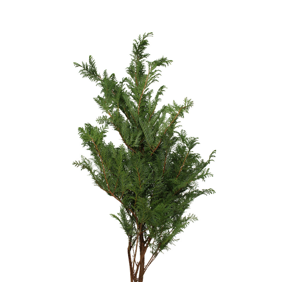 Chamaecyparis Obtusa - Taiwan