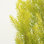 Callistemon Hybridus - China